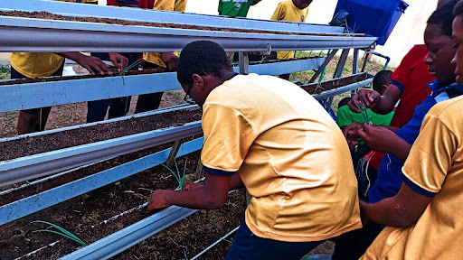 Alt Text: Student bending down next to a row of plants on a planting rack.