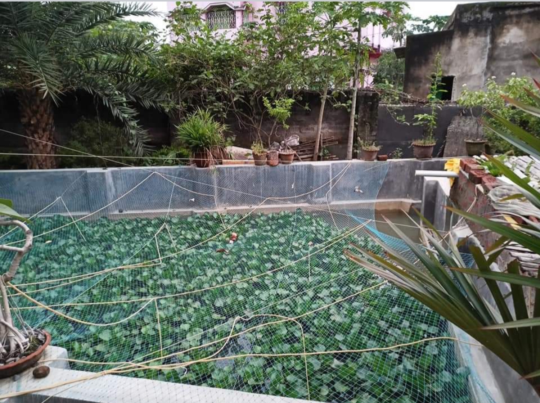 The image shows a view downward into the fish farm. The water is bordered by concrete walls and a nets above the water. 