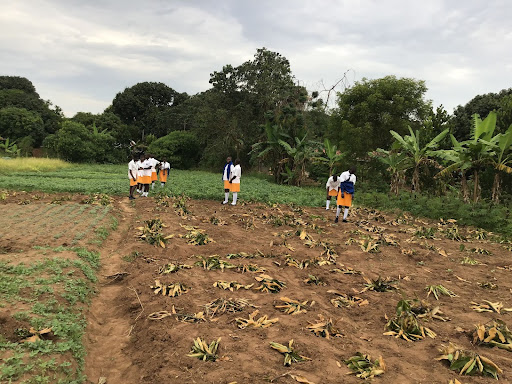 Students examine a plot of land with rows of plants. 