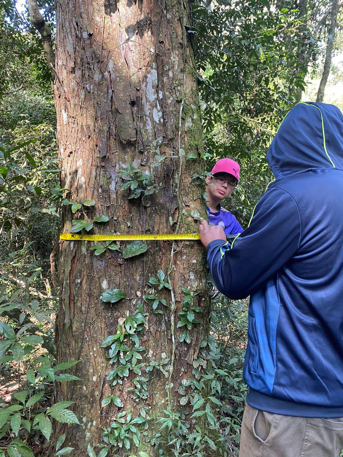 A person measures the circumference of a tree trunk. 